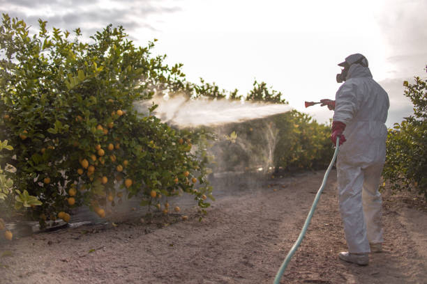 Best Termite Control Services  in Estero, FL
