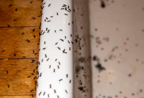 Best Rat Extermination Near Me  in Estero, FL