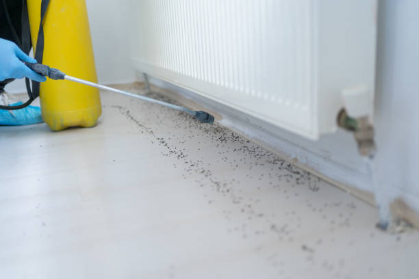 Best Mosquito Control Services  in Estero, FL