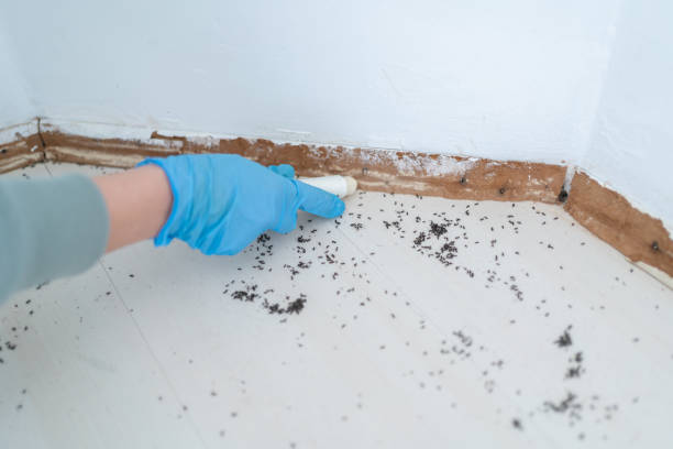 Best Mosquito Control Services  in Estero, FL